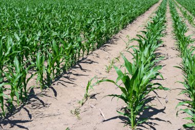 Mısır alan genç sürgünler ile