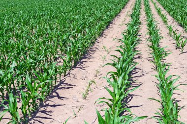 Mısır alan genç sürgünler ile