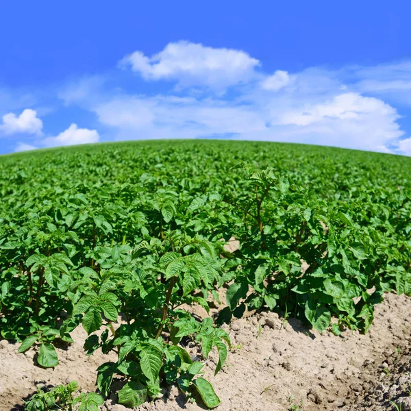 Junge Pflanzen Einer Kartoffel Auf Einem Feld — Stockfoto