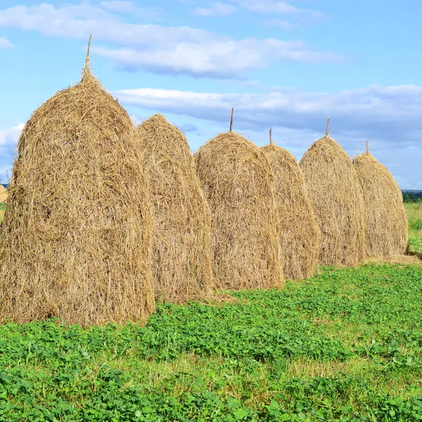 Hay Tumpukan Dalam Lanskap Musim Panas Pedesaan — Stok Foto