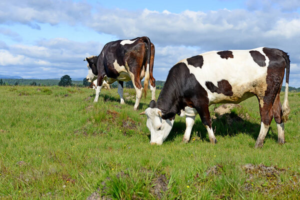 Cows  on a summer pasture