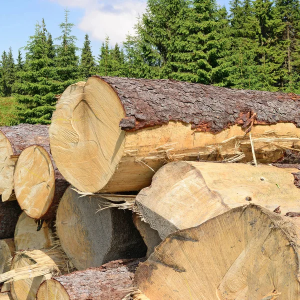 Aufbereitung Und Holzlagerung Einer Industriellen Landschaft — Stockfoto