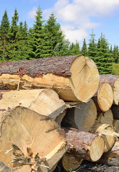 Förberedelse Och Trä Lagring Ett Industriellt Landskap — Stockfoto