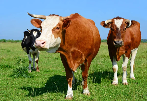 Cows Summer Pasture — Stock Photo, Image