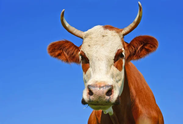 Cabeça Vaca Contra Céu — Fotografia de Stock