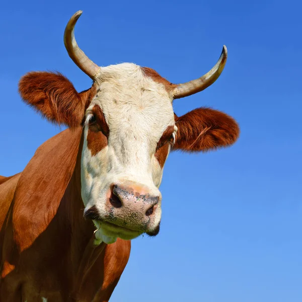 Head Cow Sky — Stock Photo, Image