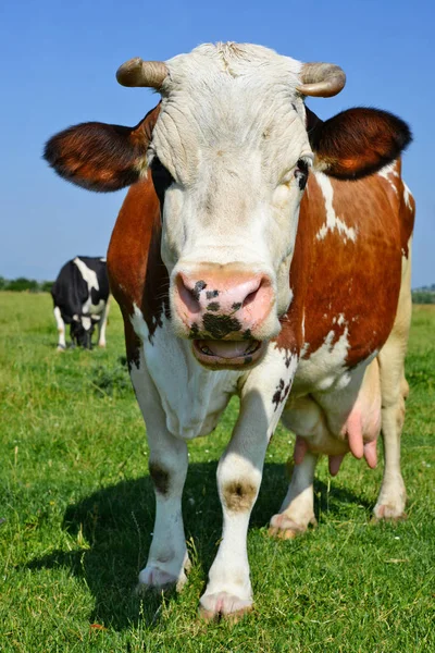 Koe Een Zomerweide — Stockfoto