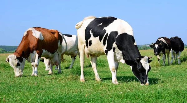 Vaches Sur Pâturage Été — Photo