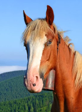 Bir yaz mera Karpat Dağları'nda ata. Ukrayna