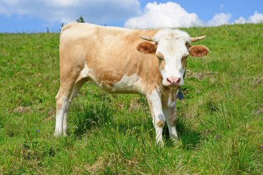 Karpat Dağları'nda bir yaz mera derisindeki. 