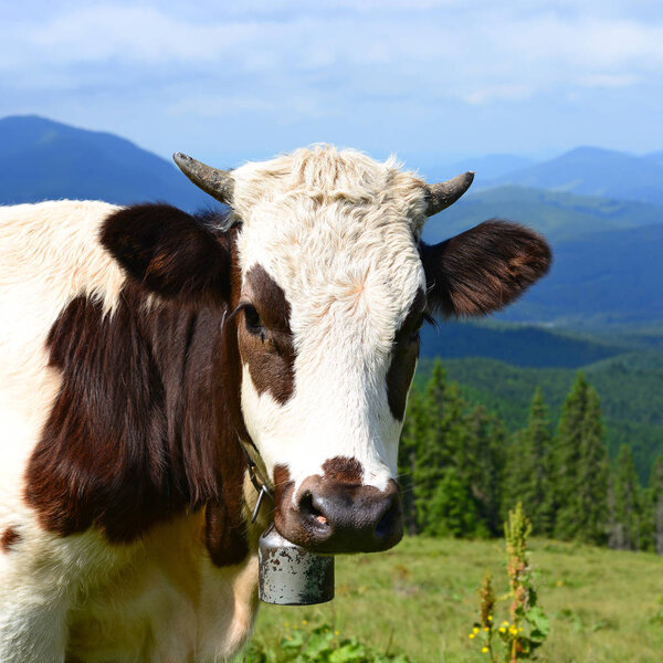 The calf on a summer pasture in the Carpathian Mountains. 