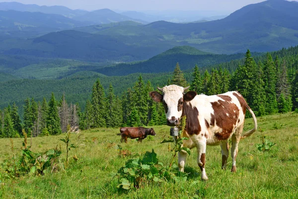在喀尔巴阡山的夏季牧场的小牛 — 图库照片
