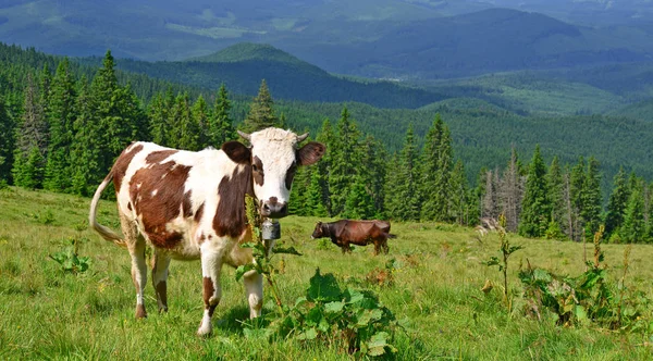 Anak Sapi Padang Rumput Musim Panas Pegunungan Carpathian — Stok Foto