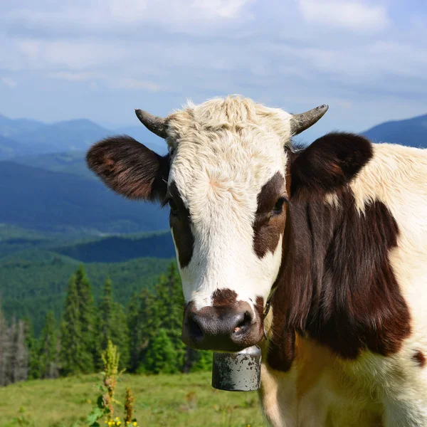 Ternero Pasto Verano Las Montañas Cárpatos —  Fotos de Stock