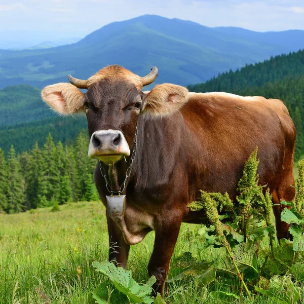 Vaca Pasto Verão Nas Montanhas Cárpatas — Fotografia de Stock