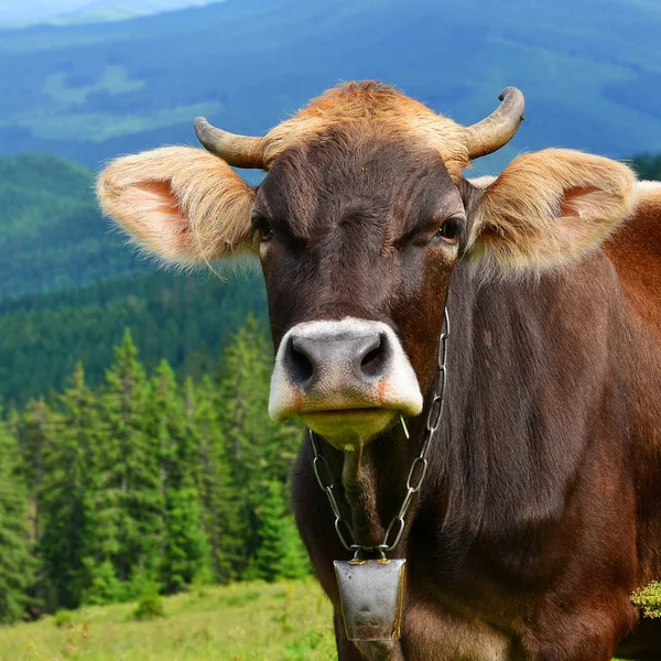 Vaca Pasto Verano Las Montañas Cárpatos — Foto de Stock