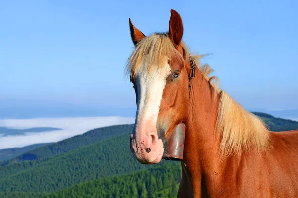 Άλογο Ένα Λιβάδι Καλοκαίρι Στα Καρπάθια Όρη Ουκρανία — Φωτογραφία Αρχείου