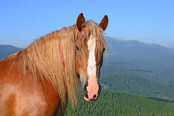 Cavalo Pasto Verão Nas Montanhas Cárpatas Ucrânia — Fotografia de Stock