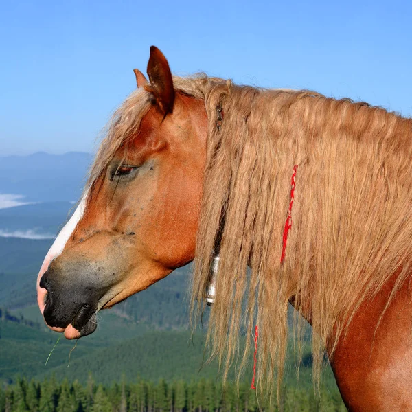 Häst Fäbod Karpaterna Ukraina — Stockfoto