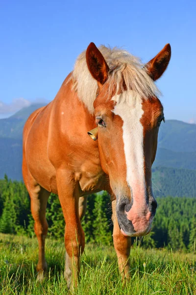 Лошадь Летнем Пастбище Карпатах Украина — стоковое фото