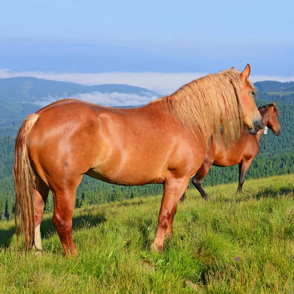 Cavalos Pasto Verão Nas Montanhas Cárpatas Ucrânia — Fotografia de Stock