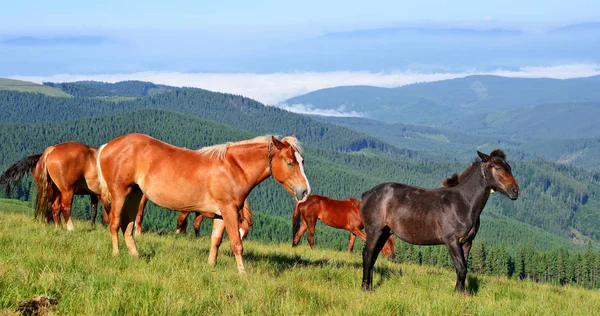 Cavalos Pasto Verão Nas Montanhas Cárpatas Ucrânia — Fotografia de Stock