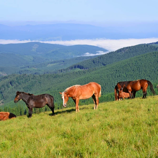 Paarden Het Weiland Van Een Zomer Karpaten Oekraïne — Stockfoto