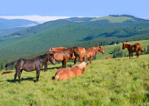 Paarden Het Weiland Van Een Zomer Karpaten Oekraïne — Stockfoto