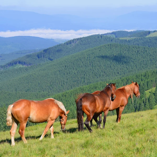 Caballos Pasto Verano Las Montañas Cárpatos Ucrania — Foto de Stock