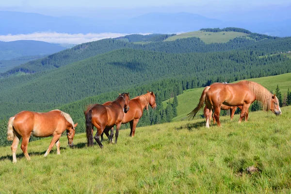 Лошади Летнем Пастбище Карпатах Украина — стоковое фото