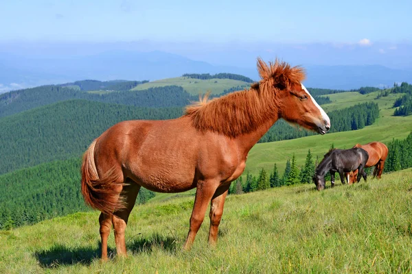 Cavalo Pasto Verão Nas Montanhas Cárpatas Ucrânia — Fotografia de Stock