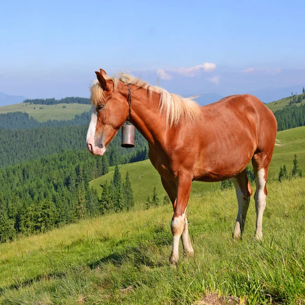 Άλογο Ένα Λιβάδι Καλοκαίρι Στα Καρπάθια Όρη Ουκρανία — Φωτογραφία Αρχείου