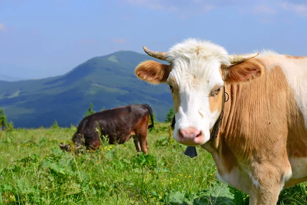 Cow Summer Pasture Carpathian Mountains — Stock Photo, Image