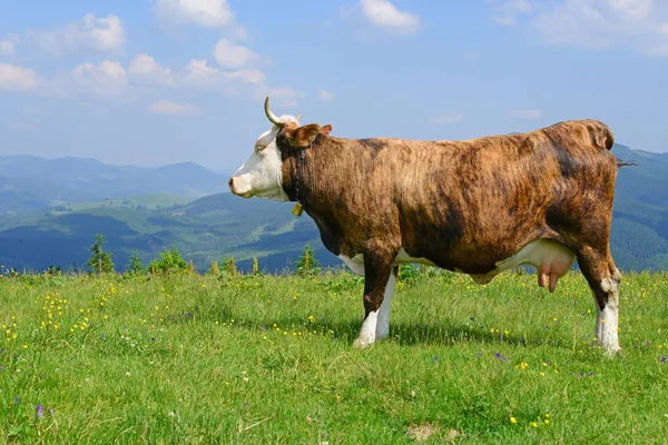 Kráva Letní Pastviny Karpatských Horách — Stock fotografie