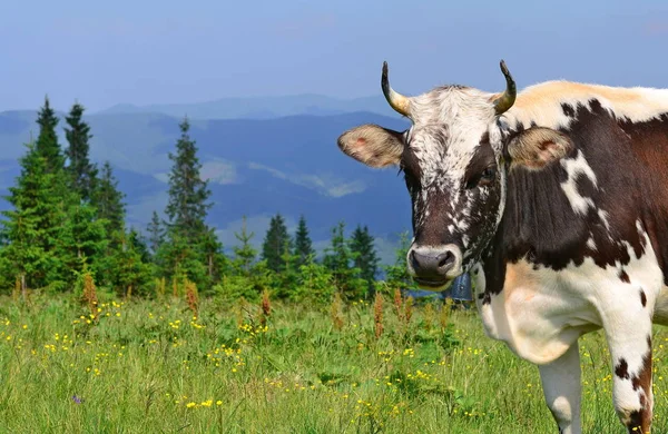 Krowa Pastwisku Lato Karpatach — Zdjęcie stockowe