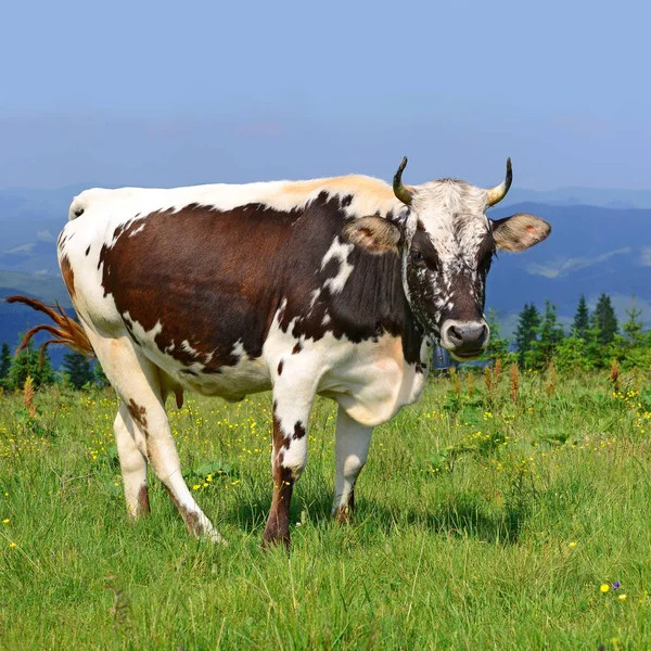 Vache Dans Pâturage Été Dans Les Carpates — Photo