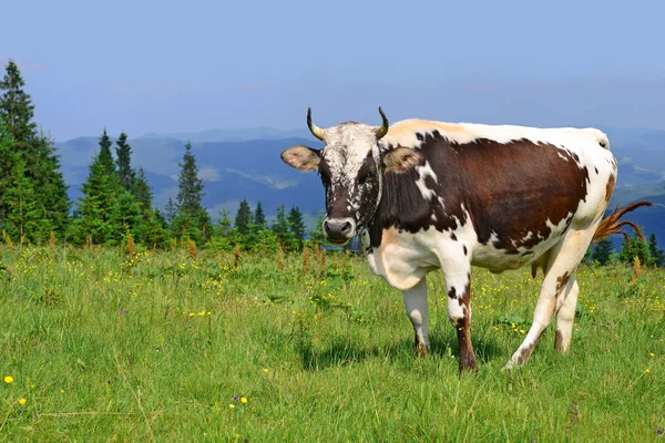 Krowa Pastwisku Lato Karpatach — Zdjęcie stockowe