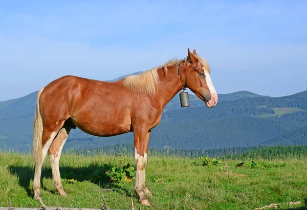 Cavallo Pascolo Estivo Tra Carpazi Ucraina — Foto Stock