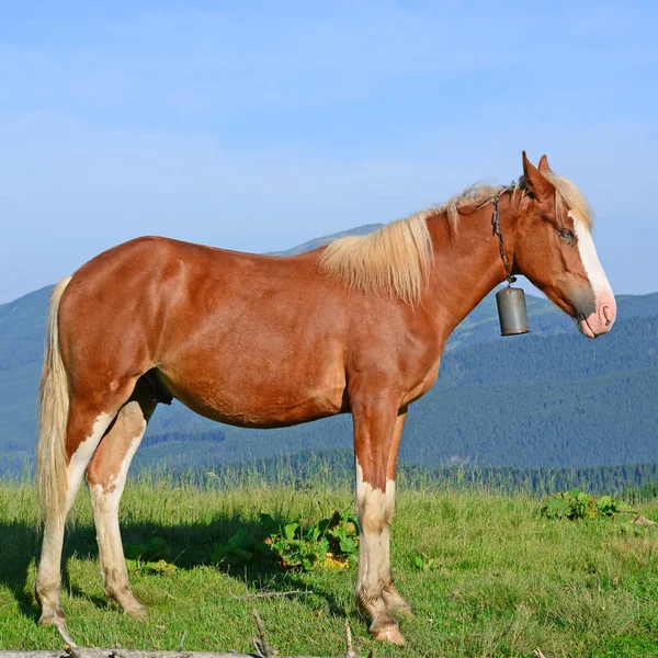 Cavallo Pascolo Estivo Tra Carpazi Ucraina — Foto Stock