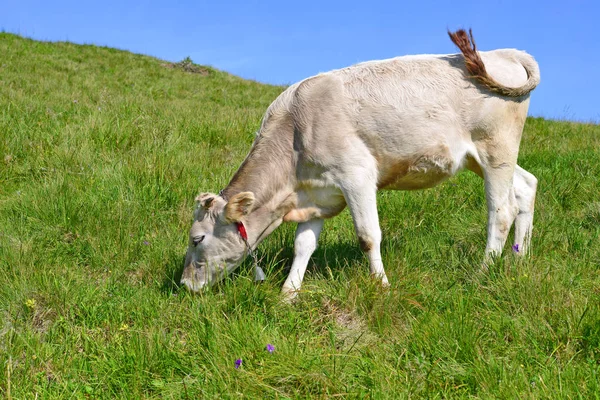 Karpat Dağları Nda Bir Yaz Mera Derisindeki — Stok fotoğraf