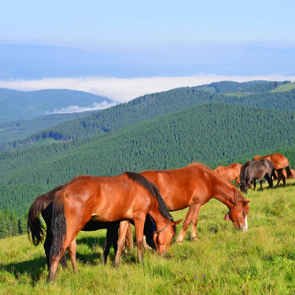 カルパティア山脈の夏の牧草地の馬 ウクライナ ストック画像