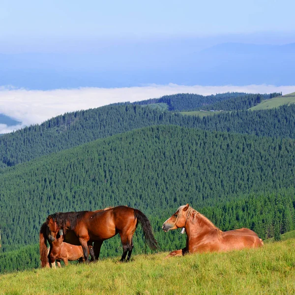 马在喀尔巴阡山的夏季牧场 乌克兰 图库图片