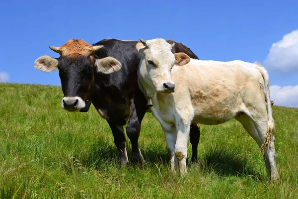 Calf Summer Pasture Carpathian Mountains Stock Image