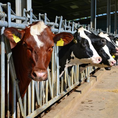 Kalush, Ukrayna - 31 Ekim 2018: Kalush kasabası yakınlarındaki bir mandıra çiftliğinde buzağıların içeriği.