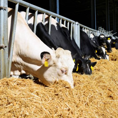 Kalush, Ukrayna - 31 Ekim 2018: Kalush kasabası yakınlarındaki bir mandıra çiftliğinde buzağıların içeriği.
