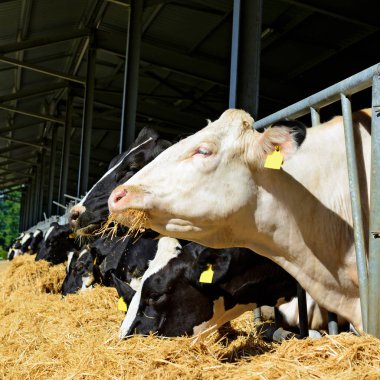 Kalush, Ukrayna - 31 Ekim 2018: Kalush kasabası yakınlarındaki bir mandıra çiftliğinde buzağıların içeriği.