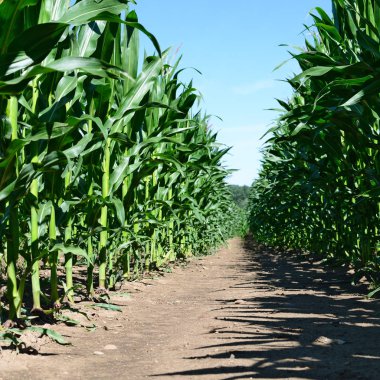 Kırsal manzara içinde genç Mısır 