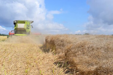 Kalush, Ukrayna - 21 Temmuz 2015: 21 Temmuz 2015 'te Batı Ukrayna' nın Kalush kenti yakınlarındaki alanda modern tecavüz hasadı birleştirilmesi