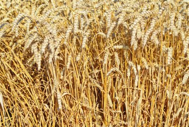 Kırsal manzara alanında tahıl