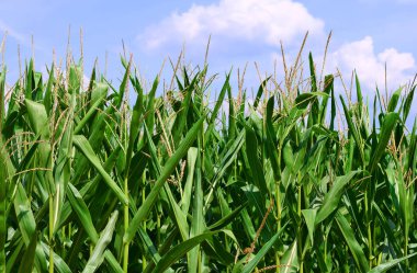 Kırsal manzara içinde genç Mısır